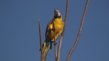 altın ve mavi papağan