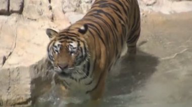 su üzerinde yürümek kaplan