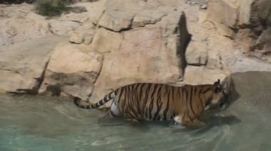 su üzerinde yürümek kaplan