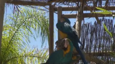 Altın ve mavi Amerika papağanı