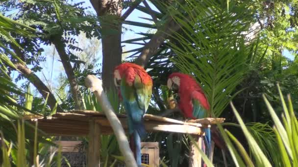 Dieprode macaws op een boomtak — Stockvideo