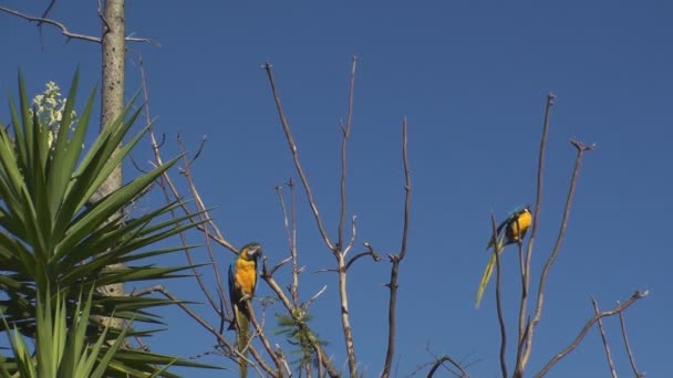 Gold And Blue Macaw — Stock Video