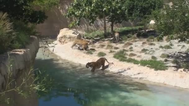 Tigres en un zoológico — Vídeo de stock