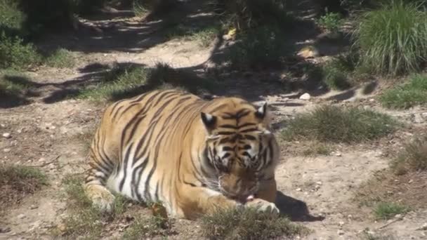 Tigre comer carne — Vídeos de Stock