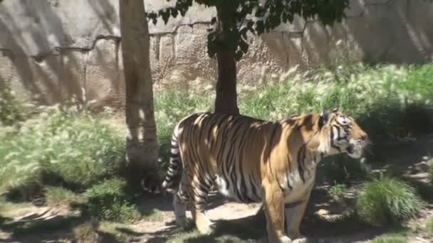 Tigre en un zoológico — Vídeos de Stock