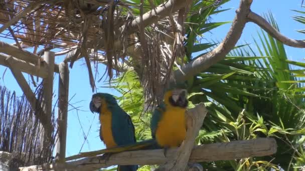 金および青のコンゴウインコ — ストック動画