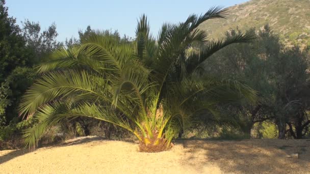 Palmboom bij zonsondergang — Stockvideo