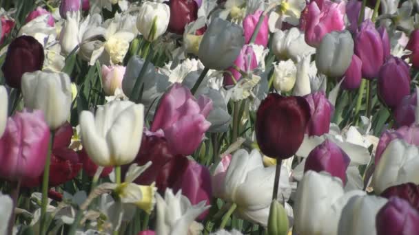 Pink and White tulips — Stock Video