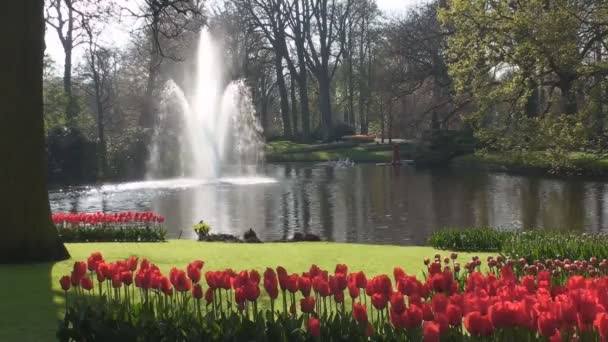 Rode tulpen en fontein — Stockvideo