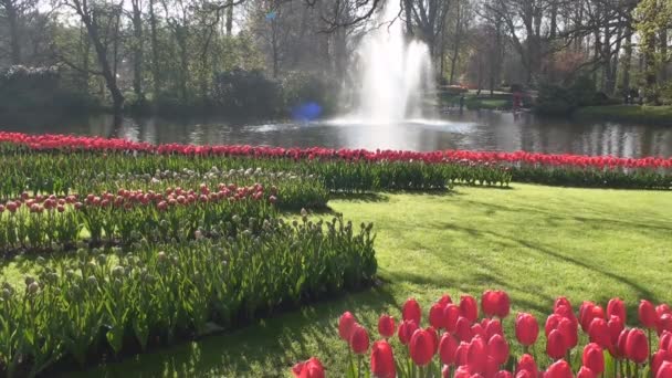 Rote Tulpen und Brunnen — Stockvideo