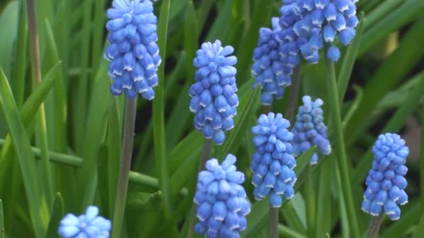 Blauwe bloemen — Stockvideo