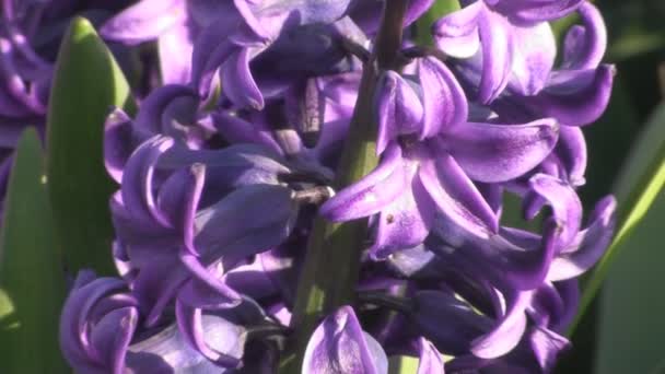 Colourful lillies — Stock Video