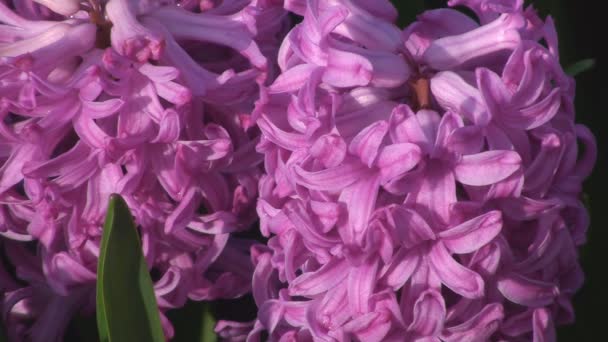 Colourful lillies — Stock Video