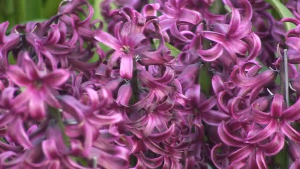 Purple lillies — Stock Video