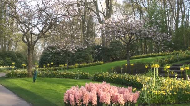 Piękna wiosna park — Wideo stockowe