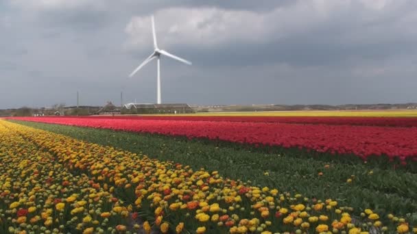 Tulpen veld met een windmolen-elektriciteitscentrale — Stockvideo