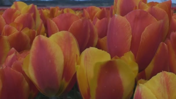 Tulipanes amarillos y rojos — Vídeos de Stock