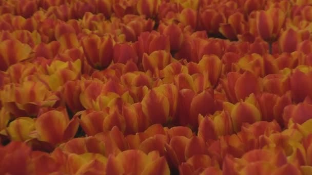 Un campo de tulipanes rojos — Vídeo de stock