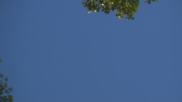 蓝蓝的天空背景上的树木 — 图库视频影像