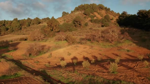 Suwak Powietrzny Nad Plantacją Drzew Oliwnych Migdałowych Zboczu Pagórkowatego Wulkanicznego — Wideo stockowe