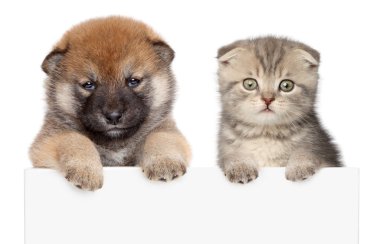 köpek ve kedi pençeleri beyaz afiş yukarıda göstermek