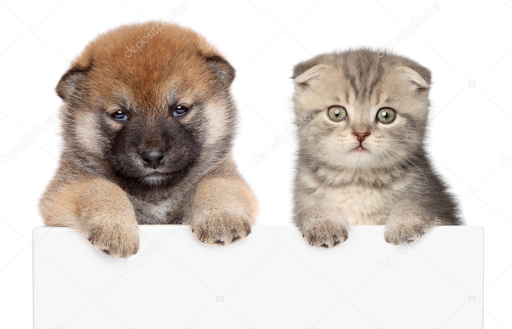 Puppy and kitten show paws above white banner