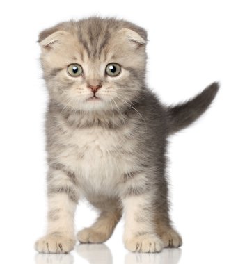 İskoç kedi yavrusu