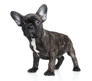 Şaşırmış Köpek