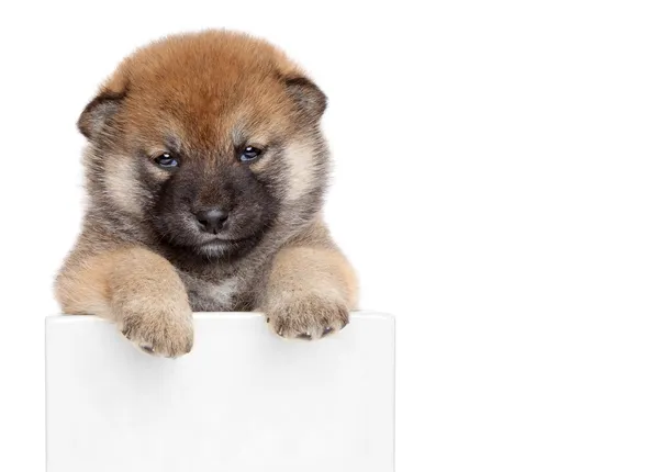 Puppy hondenshow paws boven witte banner — Stockfoto