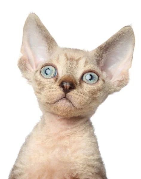 Kitten portrait on a white background — Stock Photo, Image