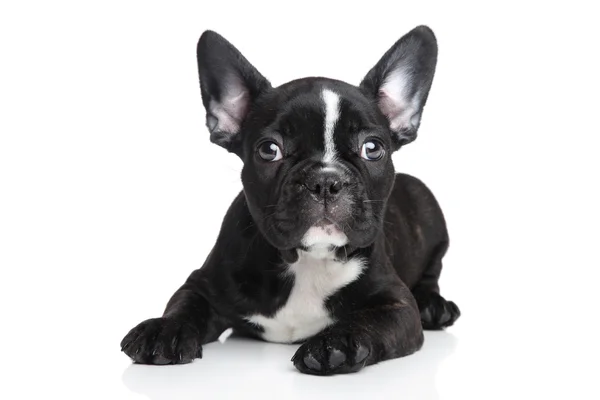 French bulldog puppy — Stock Photo, Image