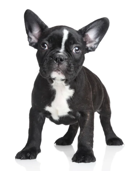 French bulldog puppy — Stock Photo, Image