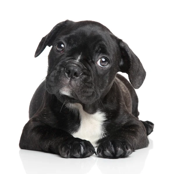 Cachorrinho bulldog francês em um fundo branco — Fotografia de Stock