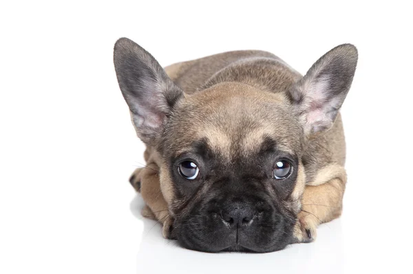 Sad French bulldog puppy — Stok fotoğraf