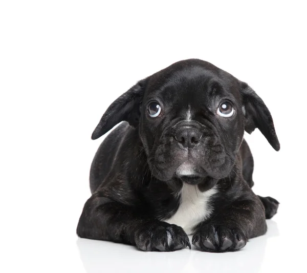 Cachorrinho de buldogue francês assustado — Fotografia de Stock