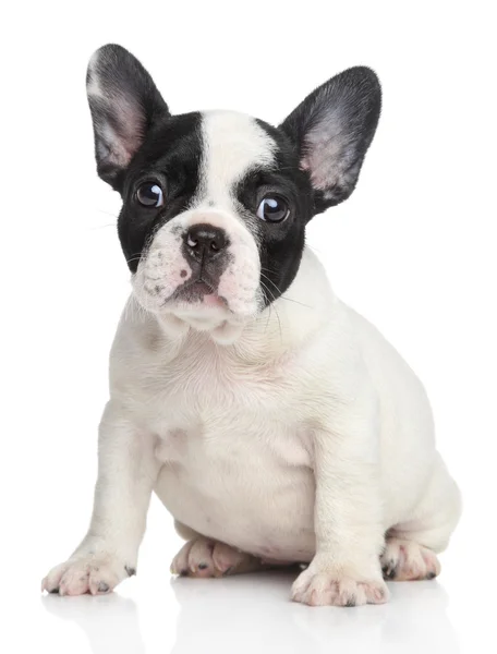 Cachorro Bulldog Imagens De Stock Fotos De Cachorro Bulldog Baixar No Depositphotos Cachorro Bulldog Imagens De Stock Fotos De Cachorro Bulldog Baixar No Depositphotos