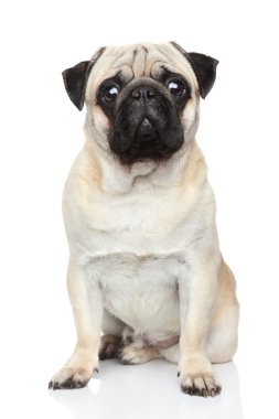 Beyaz arka plan üzerinde Pug köpek