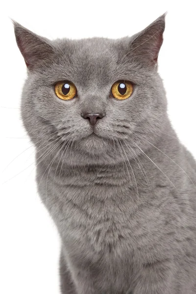 Britânico gato shorthair — Fotografia de Stock