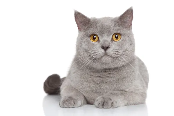 İngiliz Shorthair kedisinin portresi — Stok fotoğraf