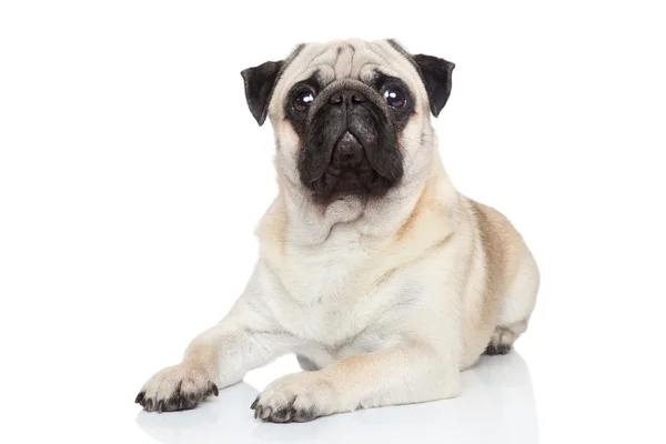 Mops hunden liggande — Stockfoto