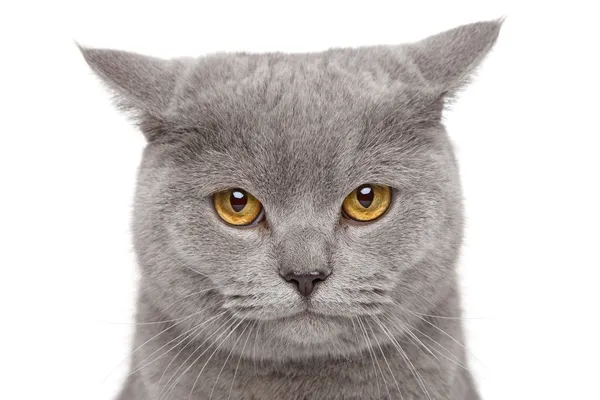Irritado britânico curto-cabelo gato — Fotografia de Stock