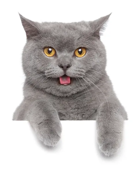 Portret van British Shorthair cat Stockfoto