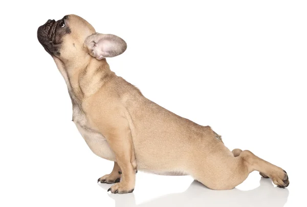Hond yoga Stockfoto