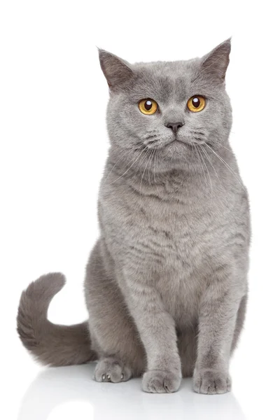 Portrait of British Shorthair cat — Stock Photo, Image