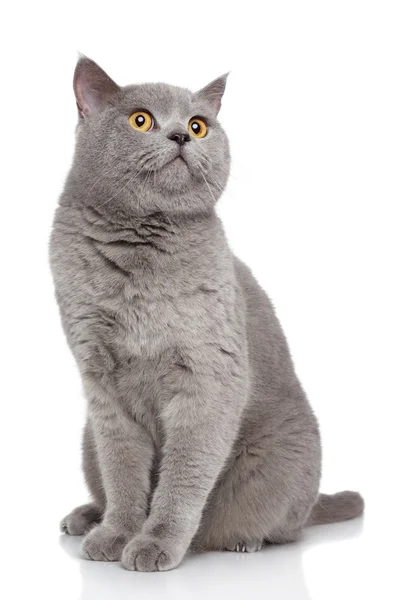 Beyaz arka planda İngiliz kısa hava kedisi