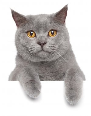 British gray cat on a white banner clipart