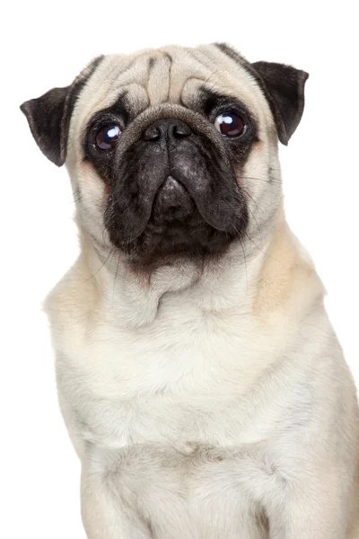 Pug portrait (serious) — Stock Photo, Image