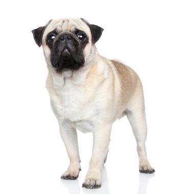 Beyaz arka plan üzerinde Pug köpek