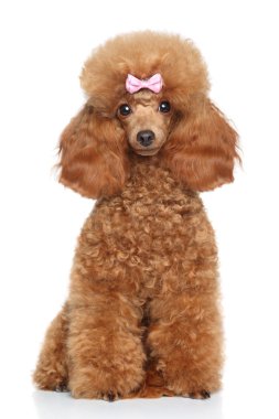 beyaz zemin üzerinde oyuncak kaniş köpek yavrusu