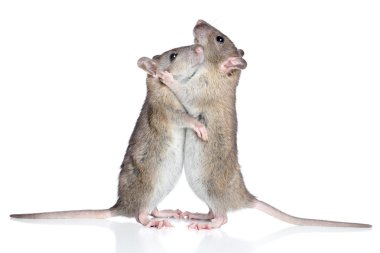 Rats cuddling on a white background clipart